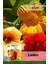 6 Adet Laden (Tropaeolum Majus) Çiçek Tohumu 1