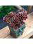 Pekmez Eçeverya Sukulent - 5,5 cm Saksıda - Echeveria Melaco Succulent 2