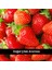 Formula Vitamin B | Yüksek Doz Vitamin B12 28 Porsiyon 6
