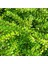 Hanımeli Çit Bitkisi 10 Adet 'lonicera Nitida' 5