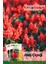 30 Adet Ateş Çiçeği (Salvia Splendens) Çiçek Tohumu 1