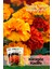 50 Adet Karagöz (Tagetes L.) Çiçek Tohumu 1