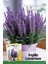 20 Adet Bodur (Saksılık) Ingiliz Lavantası Tohumu (English Lavender) 1