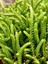 Prenses Çamı Sukulent / 5,5 cm Saksıda / Crassula Muscosa Succulent 1