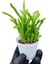 Prenses Çamı Sukulent / 5,5 cm Saksıda / Crassula Muscosa Succulent 2