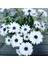 Videolu Hoş Kokulu Beyaz Bodrum Papatyası Çiçeği Fidanı 25-35 cm Saksılı Çiçekli Bodur Bodrum Daisy 3