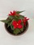 Kırmızı Renk Gelin Damat Çiçeği 1 Adet Saksılı 10-20CM (Begonia Boliviensis) 2