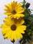 Videolu Bodrum Papatyası 20-45 cm Saksılı/tüplü Dış Mekan Bitkileri Yellow Daisy 2