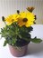 Videolu Bodrum Papatyası 20-45 cm Saksılı/tüplü Dış Mekan Bitkileri Yellow Daisy 3