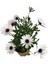 Videolu Beyaz Bodrum Papatyası Çiçeği Fidanı 20-35 cm Saksılı Çiçekli Bodur Bitkiler Bodrum Daisy 1