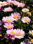 Videolu Açık Pembe Çeşme Papatyası 1 Adet Saksılı/ Tüplü 30-65 cm ( Çeşme Pink Daisy) 1