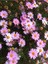 Videolu Açık Pembe Çeşme Papatyası 1 Adet Saksılı/ Tüplü 30-65 cm ( Çeşme Pink Daisy) 2
