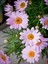 Videolu Açık Pembe Çeşme Papatyası 1 Adet Saksılı/ Tüplü 30-65 cm ( Çeşme Pink Daisy) 3