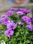 Videolu Mor Renk Bodrum Papatyası 20-45 cm Saksılı/tüplü Dış Mekan Bitkileri Purple Daisy 1