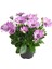Videolu Mor Renk Bodrum Papatyası 20-45 cm Saksılı/tüplü Dış Mekan Bitkileri Purple Daisy 2