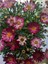 Videolu Fuşya 1 Adet Çeşme Papatyası Saksılı 45-70 cm (Çeşme Daisy) 1