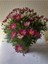 Videolu Fuşya 1 Adet Çeşme Papatyası Saksılı 45-70 cm (Çeşme Daisy) 3