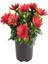 Videolu Kırmızı Bodrum Papatyası Çiçeği Fidanı 20-35 cm Saksılı Çiçekli Bodur Bitkiler Bodrum Daisy 1