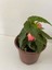 Pembe Renk Gelin Damat Çiçeği (Katlı Çınar Begonya)1 Adet Saksılı 10-20CM (Begonia Boliviensis) 1
