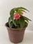 Pembe Renk Gelin Damat Çiçeği (Katlı Çınar Begonya)1 Adet Saksılı 10-20CM (Begonia Boliviensis) 2