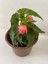 Pembe Renk Gelin Damat Çiçeği (Katlı Çınar Begonya)1 Adet Saksılı 10-20CM (Begonia Boliviensis) 3