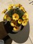 Videolu Sarı Renk Çeşme Papatyası 1 Adet Saksılı/ Tüplü 20-25 cm (Çeşme Daisy) 1