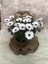 Videolu Beyaz Bodrum Papatyası 1 Adet Saksılı/ Tüplü 25-50 cm ( Bodrum Daisy) 3