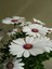 Videolu Beyaz Bodrum Papatyası 1 Adet Saksılı/ Tüplü 25-50 cm ( Bodrum Daisy) 4