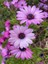 Videolu Mor Bodrum Papatyası Çiçeği Fidanı 25-35 cm Saksılı Çiçekli Bodur Bitkiler Bodrum Daisy 2
