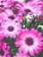 Videolu Fuşya 1 Adet Bodrum Papatyası 20-30 cm Saksılı (Bodrum Daisy) 1