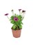 Videolu Fuşya 1 Adet Bodrum Papatyası 20-30 cm Saksılı (Bodrum Daisy) 3