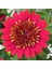 Videolu Kırmızı Bodrum Papatyası Çiçeği Fidanı 20-35 cm Saksılı Çiçekli Bodur Bitkiler Bodrum Daisy 2