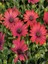 Videolu Kırmızı Bodrum Papatyası Çiçeği Fidanı 20-35 cm Saksılı Çiçekli Bodur Bitkiler Bodrum Daisy 3