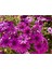 Videolu Mor Bodrum Papatyası Çiçeği Fidanı25-35 cm Saksılı Çiçekli Bodur Bitkiler Bodrum Daisy 1