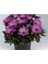 Videolu Mor Bodrum Papatyası Çiçeği Fidanı25-35 cm Saksılı Çiçekli Bodur Bitkiler Bodrum Daisy 2