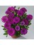 Videolu Mor Bodrum Papatyası Çiçeği Fidanı25-35 cm Saksılı Çiçekli Bodur Bitkiler Bodrum Daisy 3