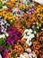 Videolu Turuncu Bodrum Papatyası 25-35 cm Saksılı Çiçekli Bodur Bitkiler Yellow Daisy 2