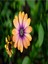 Videolu Turuncu Bodrum Papatyası 25-35 cm Saksılı Çiçekli Bodur Bitkiler Yellow Daisy 3