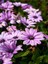 Videolu Fuşya 1 Adet Bodrum Papatyası 20-30 cm Saksılı (Bodrum Daisy) 4