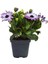 Videolu Mor 1 Adet Bodrum Papatyası Saksılı 30-55CM (Purple Bodrum Daisy) 3