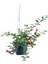 Videolu Kırmızı Ruj Çiçeği Sarmaşık 1 Adet Saksılı 20-40CM Iç-Dış Mekan Bitkisi (Aeschynanthus) 2