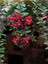 Videolu Kırmızı Ruj Çiçeği Sarmaşık 1 Adet Saksılı 20-40CM Iç-Dış Mekan Bitkisi (Aeschynanthus) 5