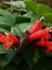 Videolu Sarmaşık Kırmızı Ruj Çiçeği 1 Adet Saksılı/tüplü 15-30CM Iç-Dış Mekan Bitkisi(Aeschynanthus) 3