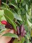 Videolu Sarmaşık Kırmızı Ruj Çiçeği 1 Adet Saksılı/tüplü 15-30CM Iç-Dış Mekan Bitkisi(Aeschynanthus) 4