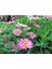 Çeşme Papatyası Fidanı Saksılı 30 cm 50 cm 1