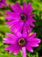 Videolu Koyu Pembe Bodrum Papatyası 1 Adet Saksılı 20-40 cm (Osteospermum Ecklonis) 1