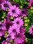 Videolu Koyu Pembe Bodrum Papatyası 1 Adet Saksılı 20-40 cm (Osteospermum Ecklonis) 2