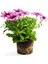 Videolu Koyu Pembe Bodrum Papatyası 1 Adet Saksılı 20-40 cm (Osteospermum Ecklonis) 3