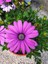 Videolu Koyu Pembe Bodrum Papatyası 1 Adet Saksılı 20-40 cm (Osteospermum Ecklonis) 4