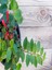 Ruj Çiçeği Aeschynanthus Sarmaşığı Ev Bitkisi Balkon Sarmaşığı Iç Mekan Bitkisi 1